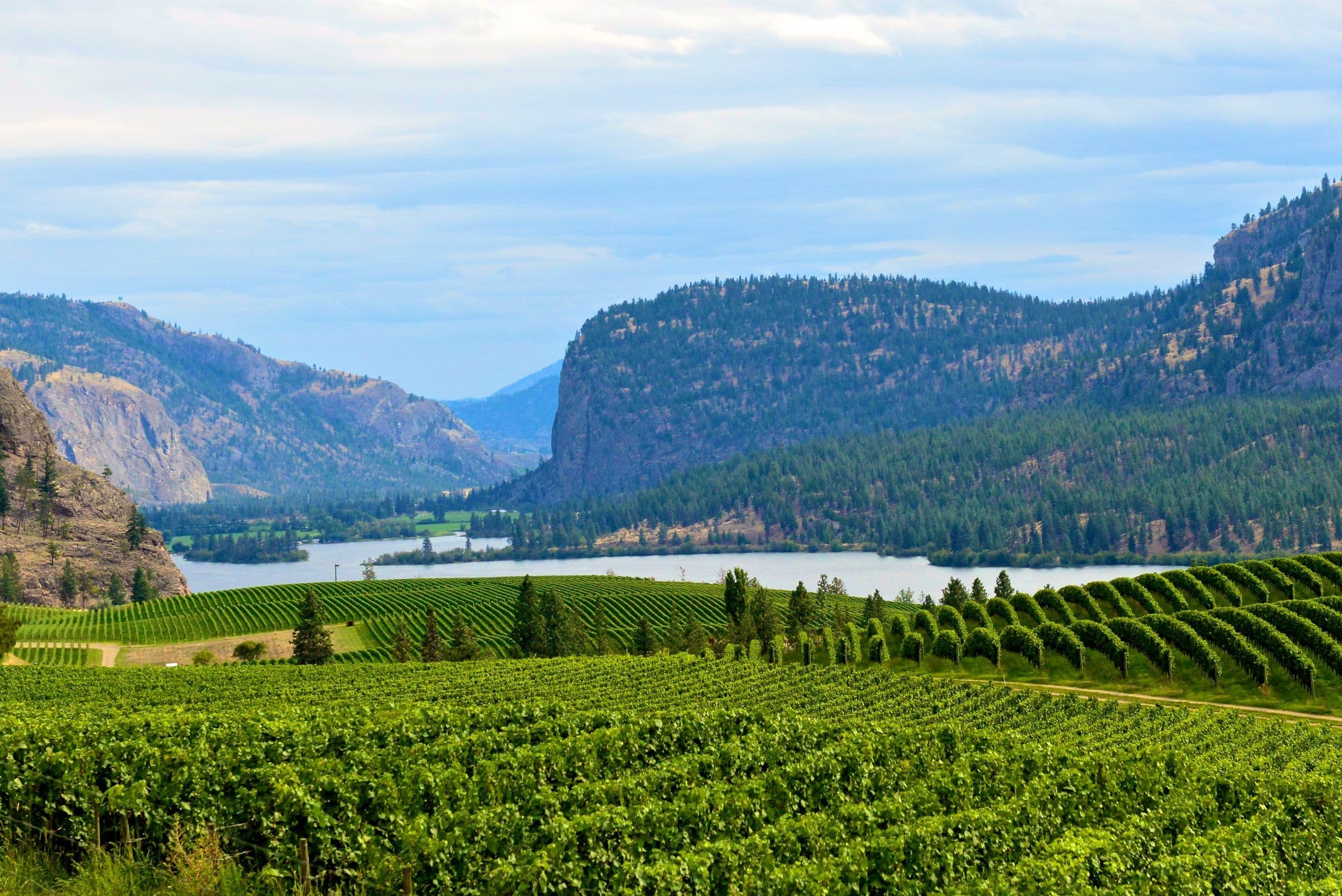 Vineyard rows in a valley below rock bluffs