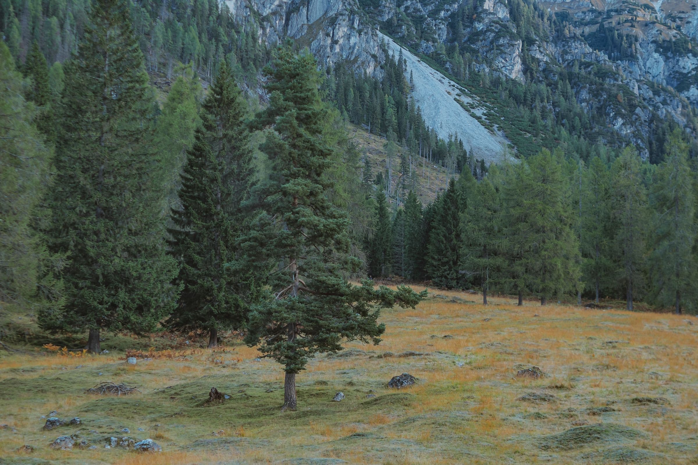 Conifers on an open mountain meadow near Joe Rich