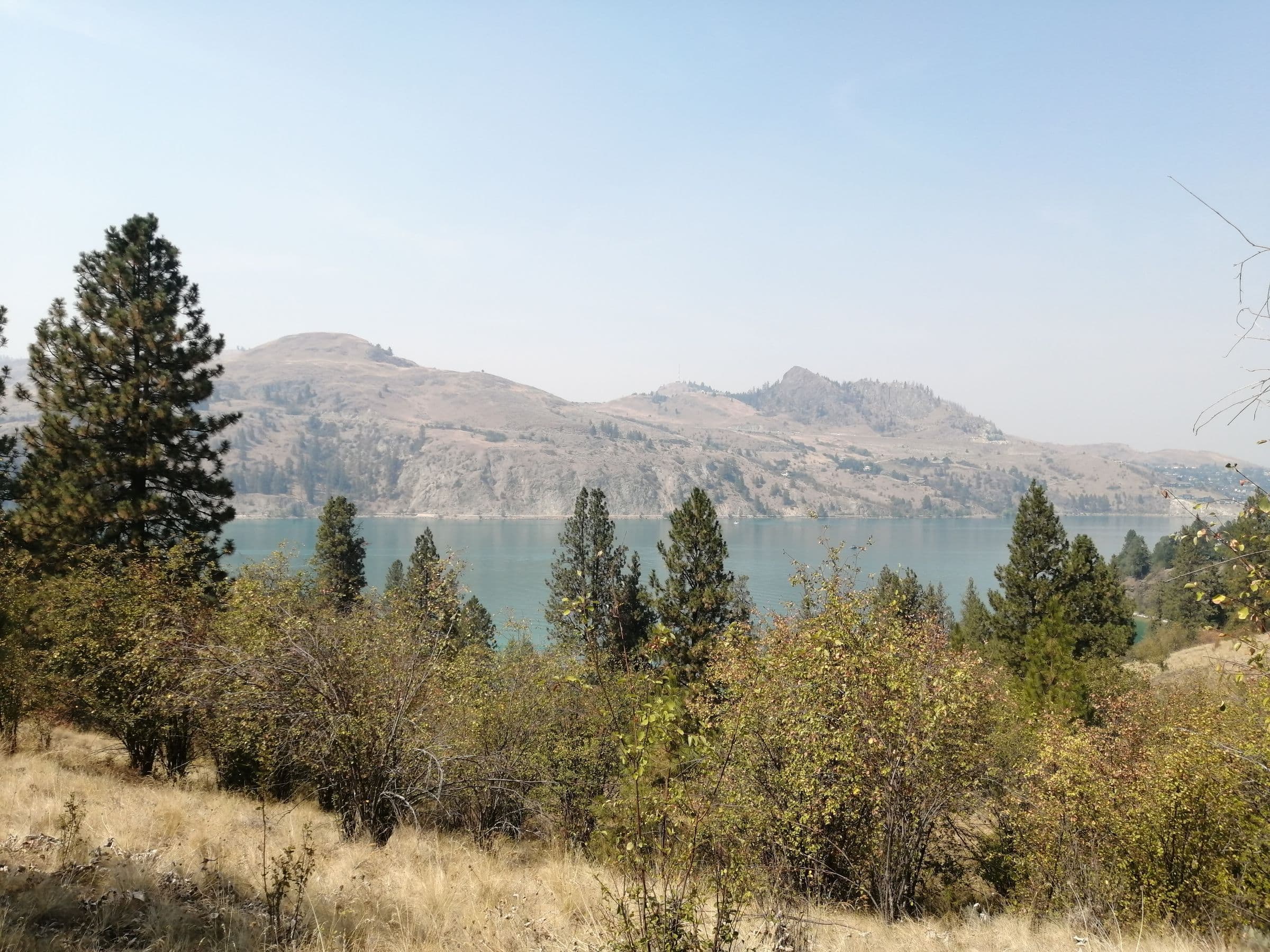 Pines above Okanagan Lake with dry hills beyond