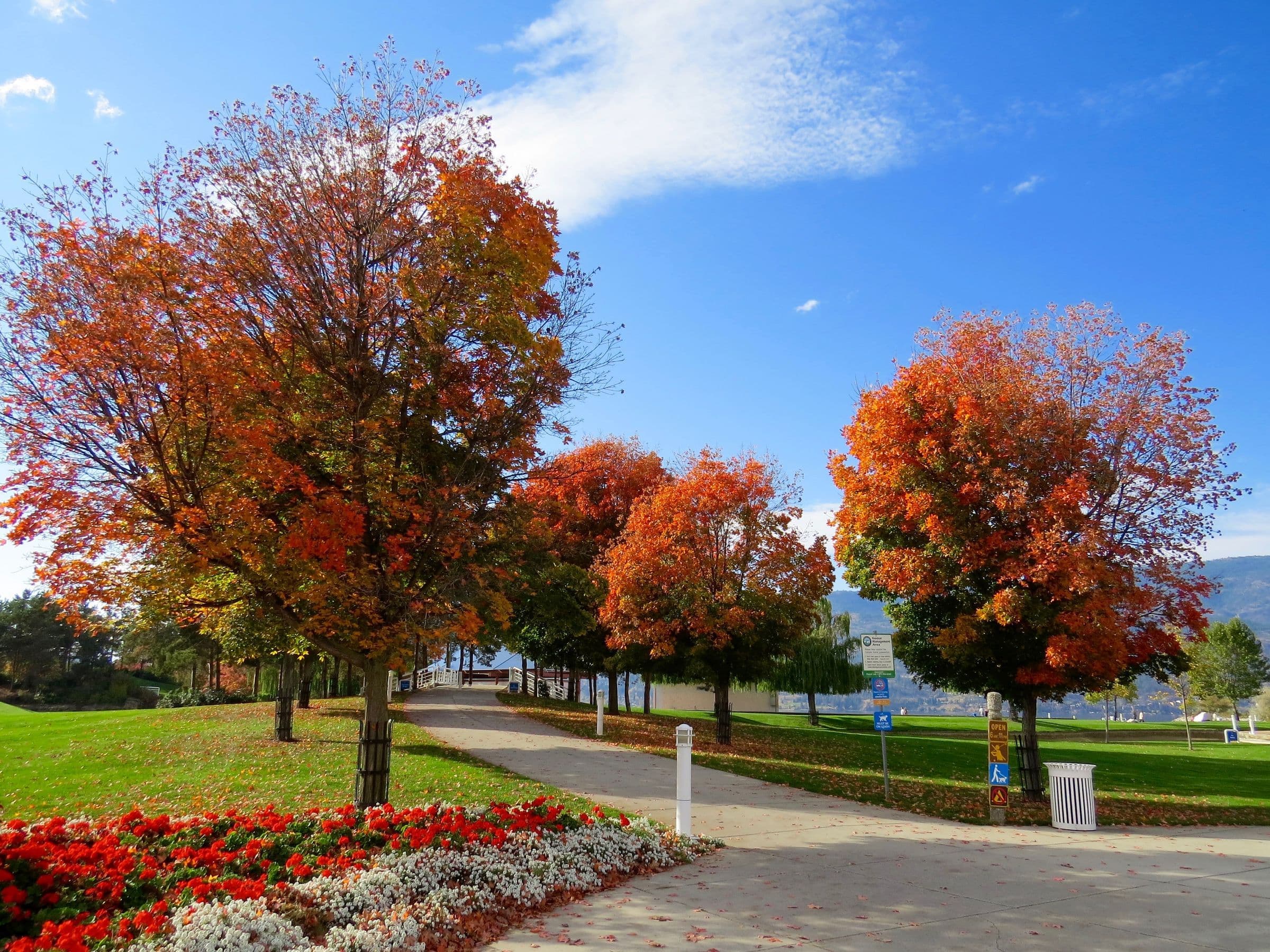 Mature maples in autumn colour along a park path