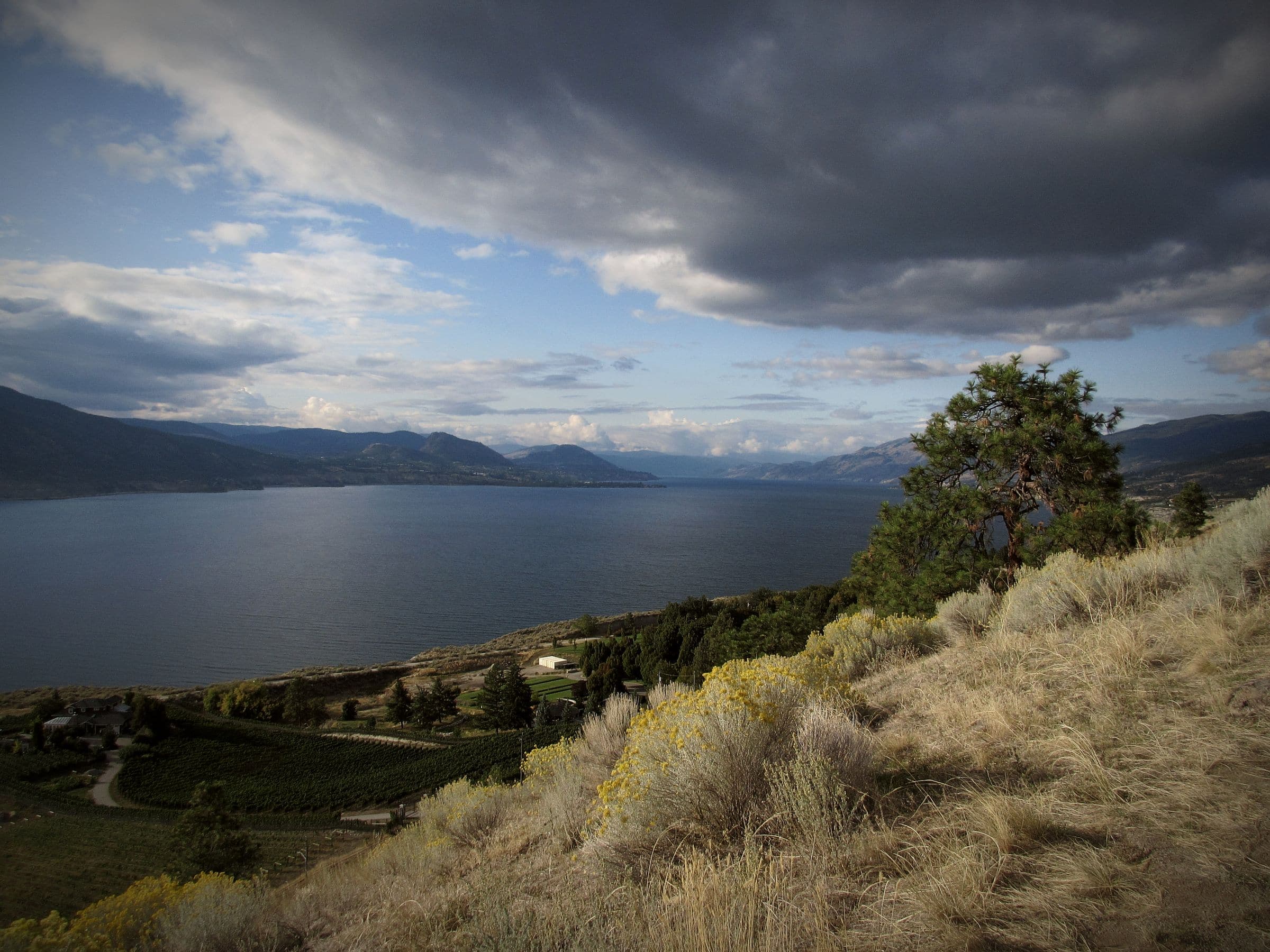 Okanagan Lake seen from a sage and pine hillside in West Kelowna