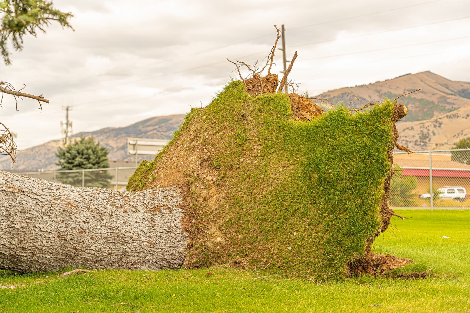Uprooted tree with its root plate lifted out of the lawn