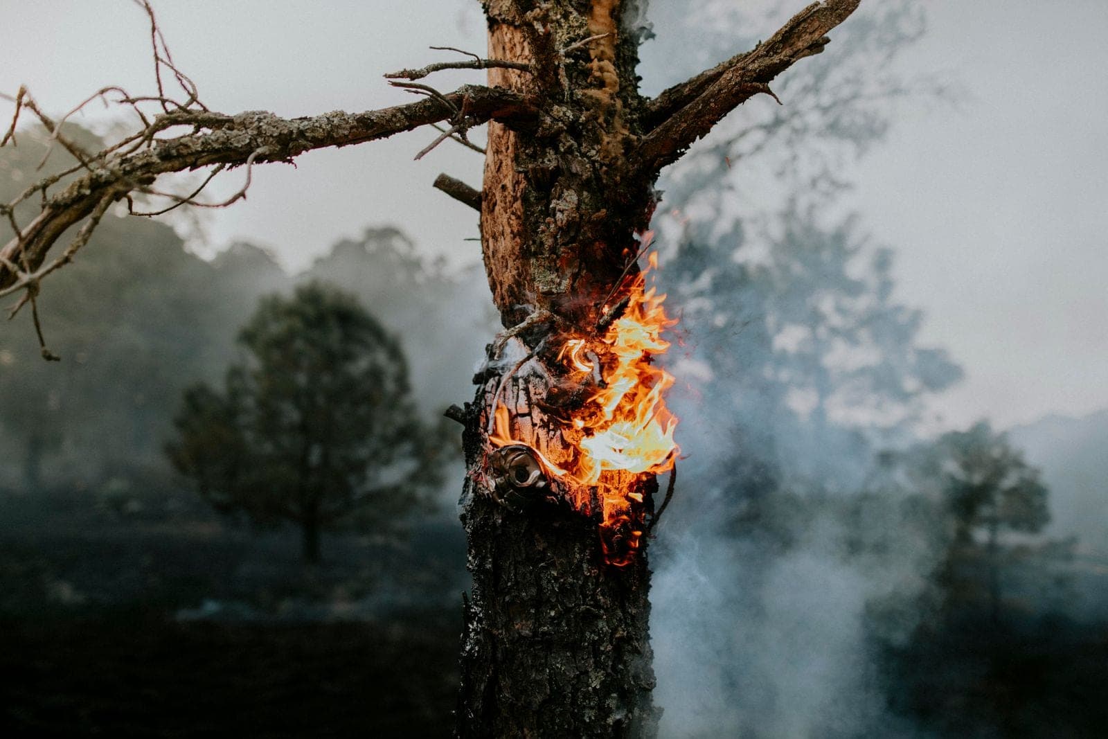 Pine trunk burning in a smoky forest fire