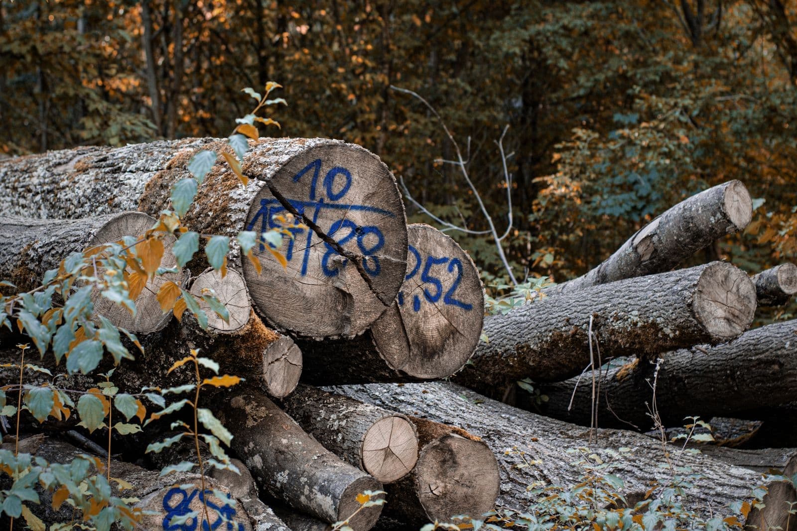 Numbered logs stacked after felling