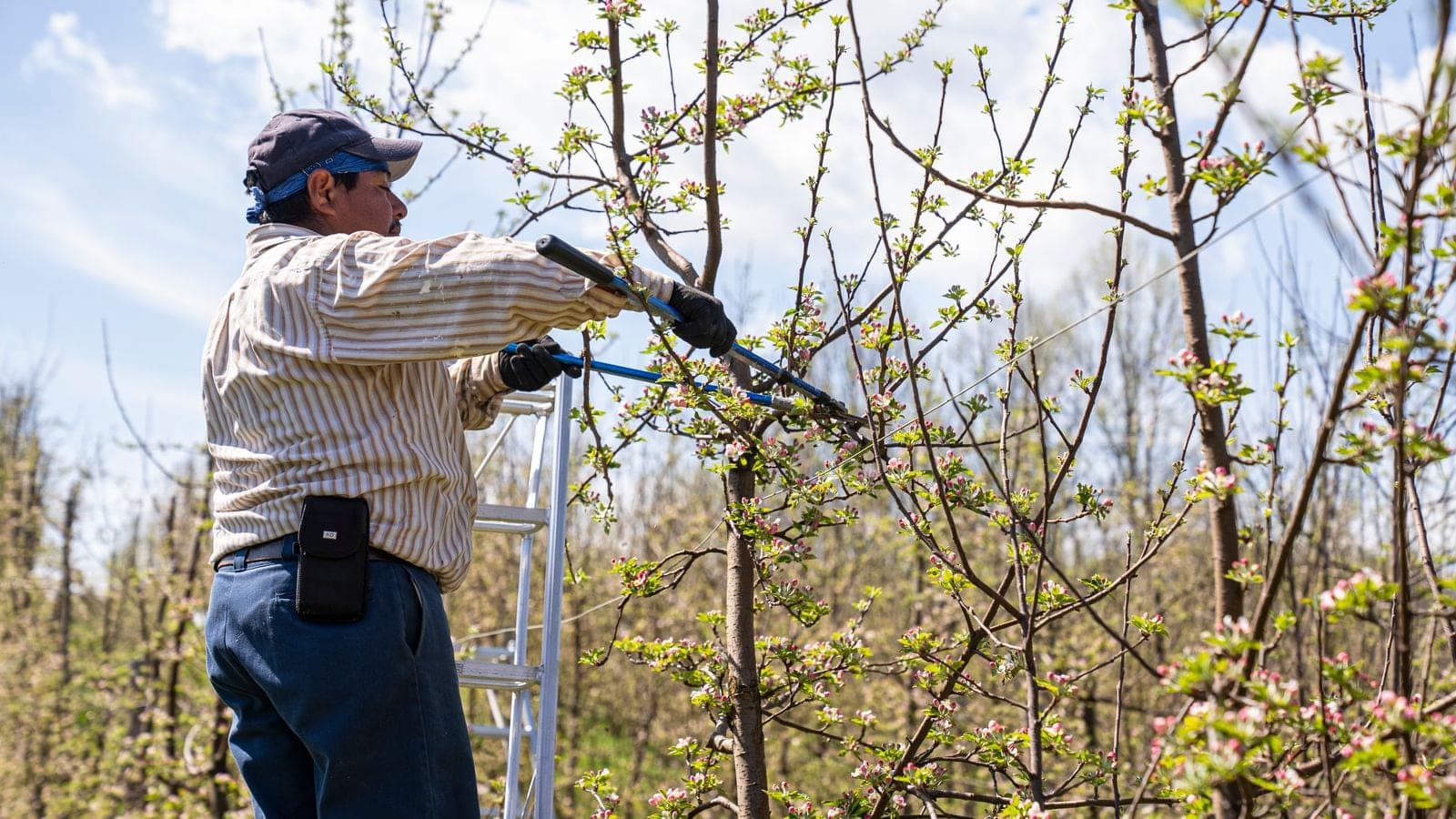 Worker pruning an orchard tree from a ladder
