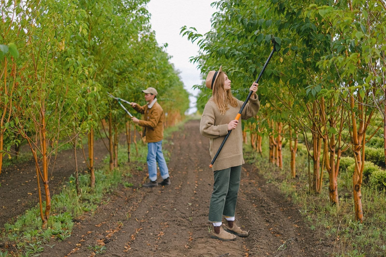 Two people pruning young trees in rows