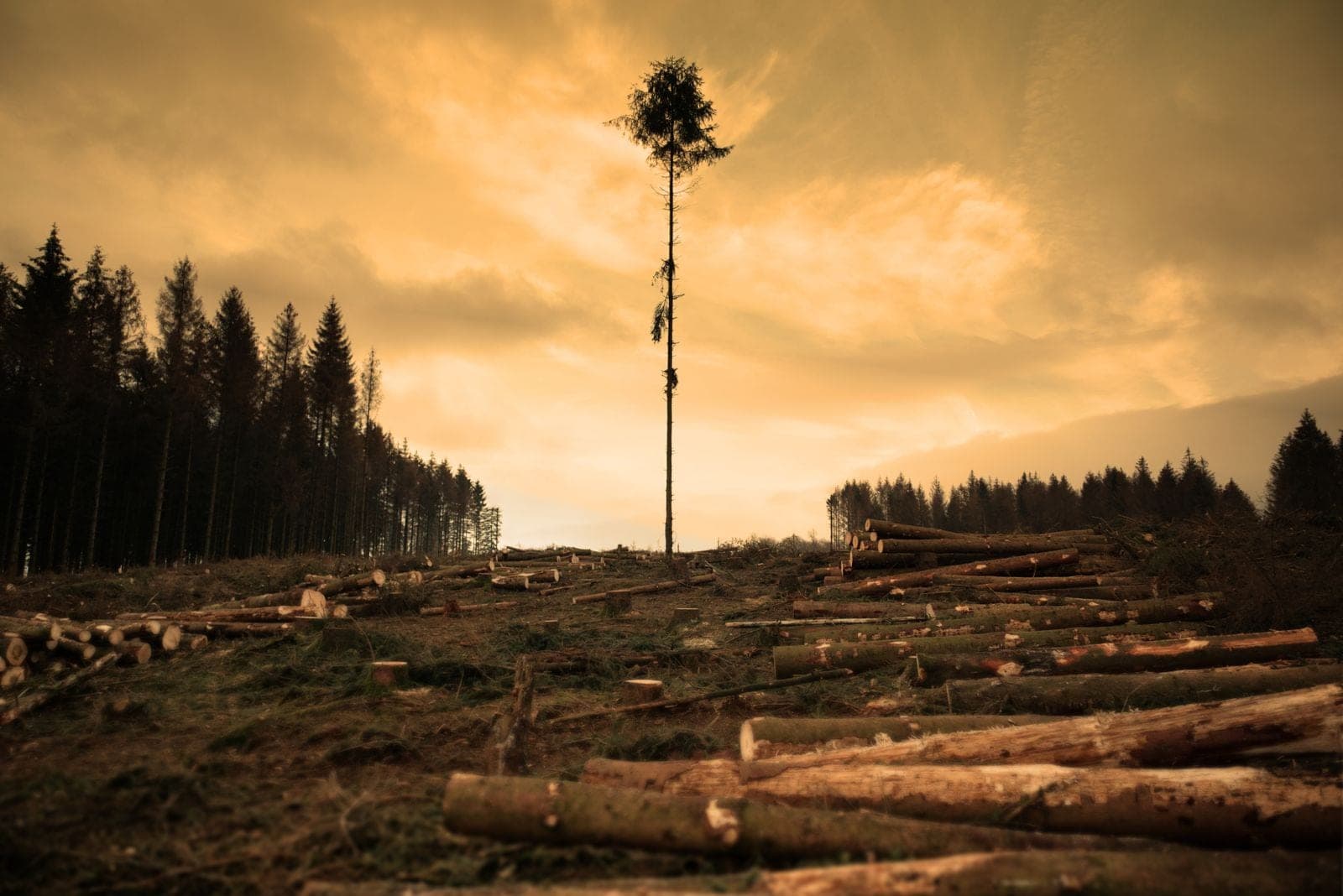Cleared hillside with logs at sunset after a tree removal