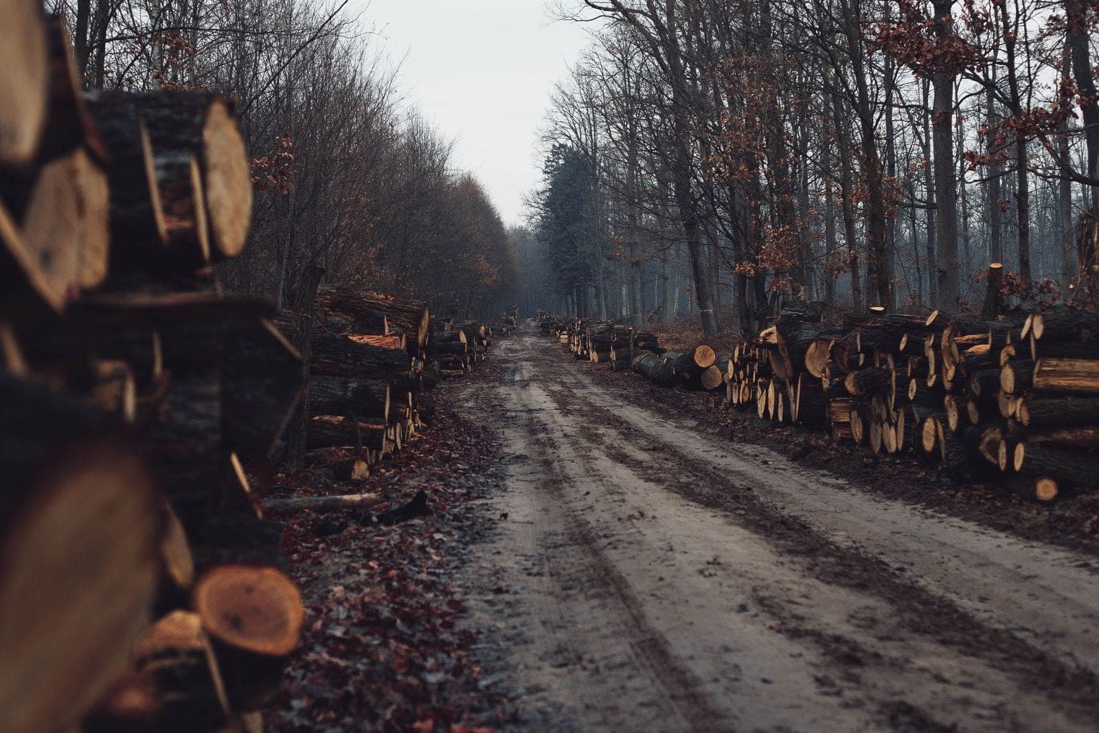 Logs stacked along a forest road