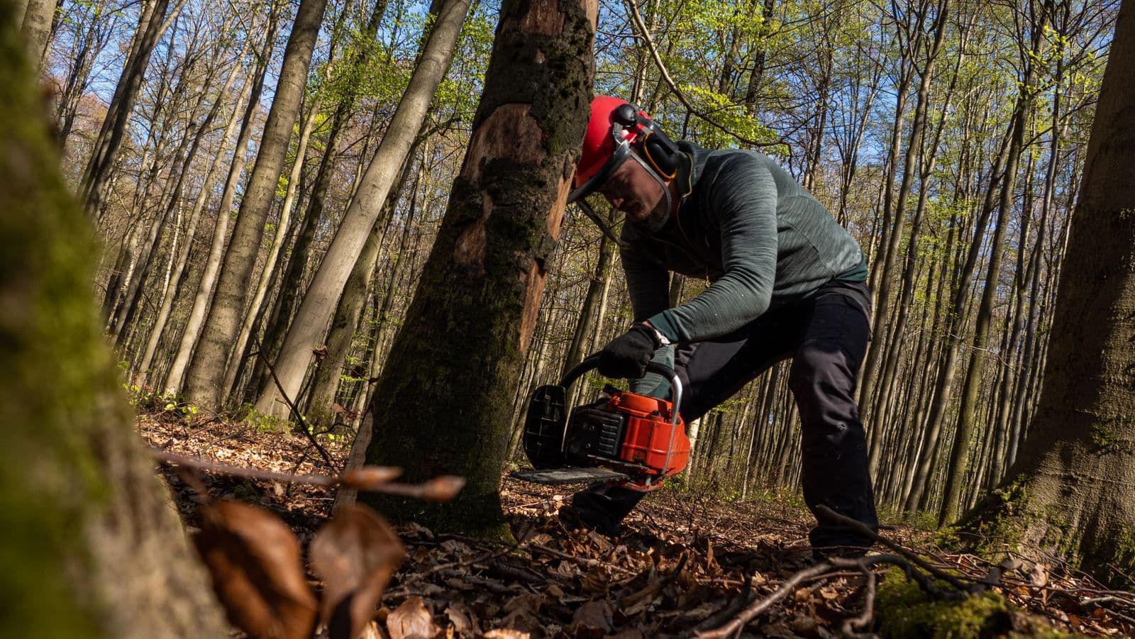 Faller in a helmet cutting a tree at its base