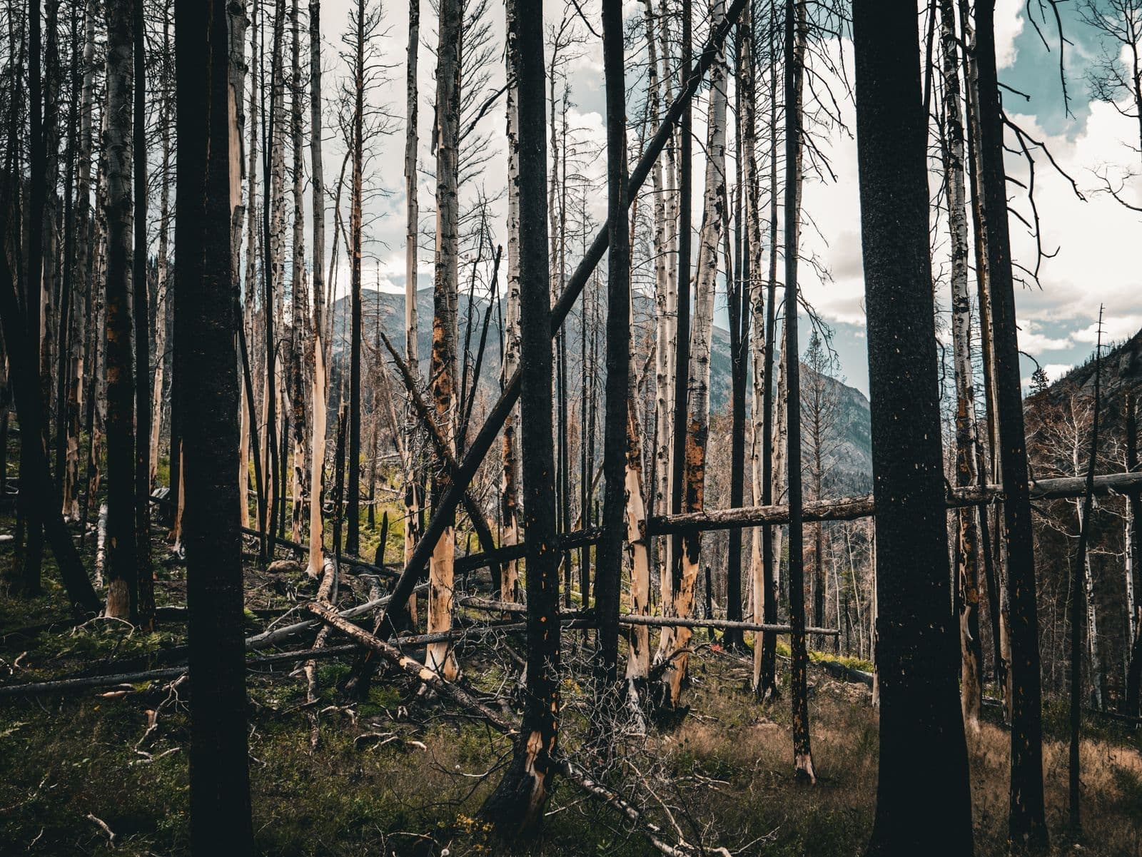 Dead and fallen trees in a pine stand