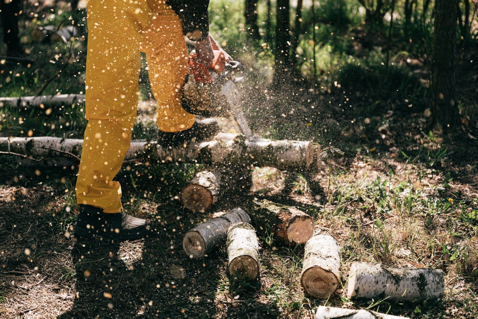 Chainsaw cutting birch rounds with sawdust flying