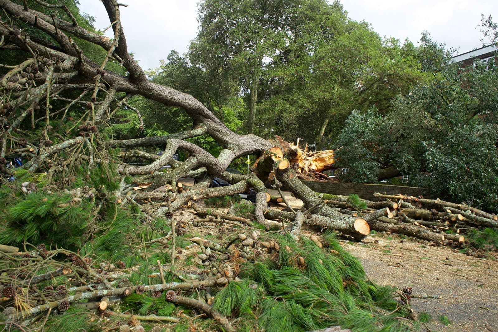 Fallen tree with broken branches across a clearing