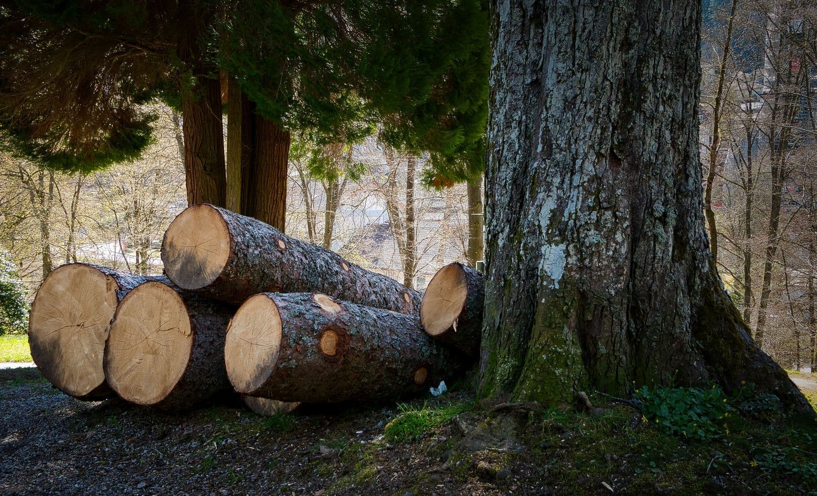 Cut logs stacked beside a large standing trunk