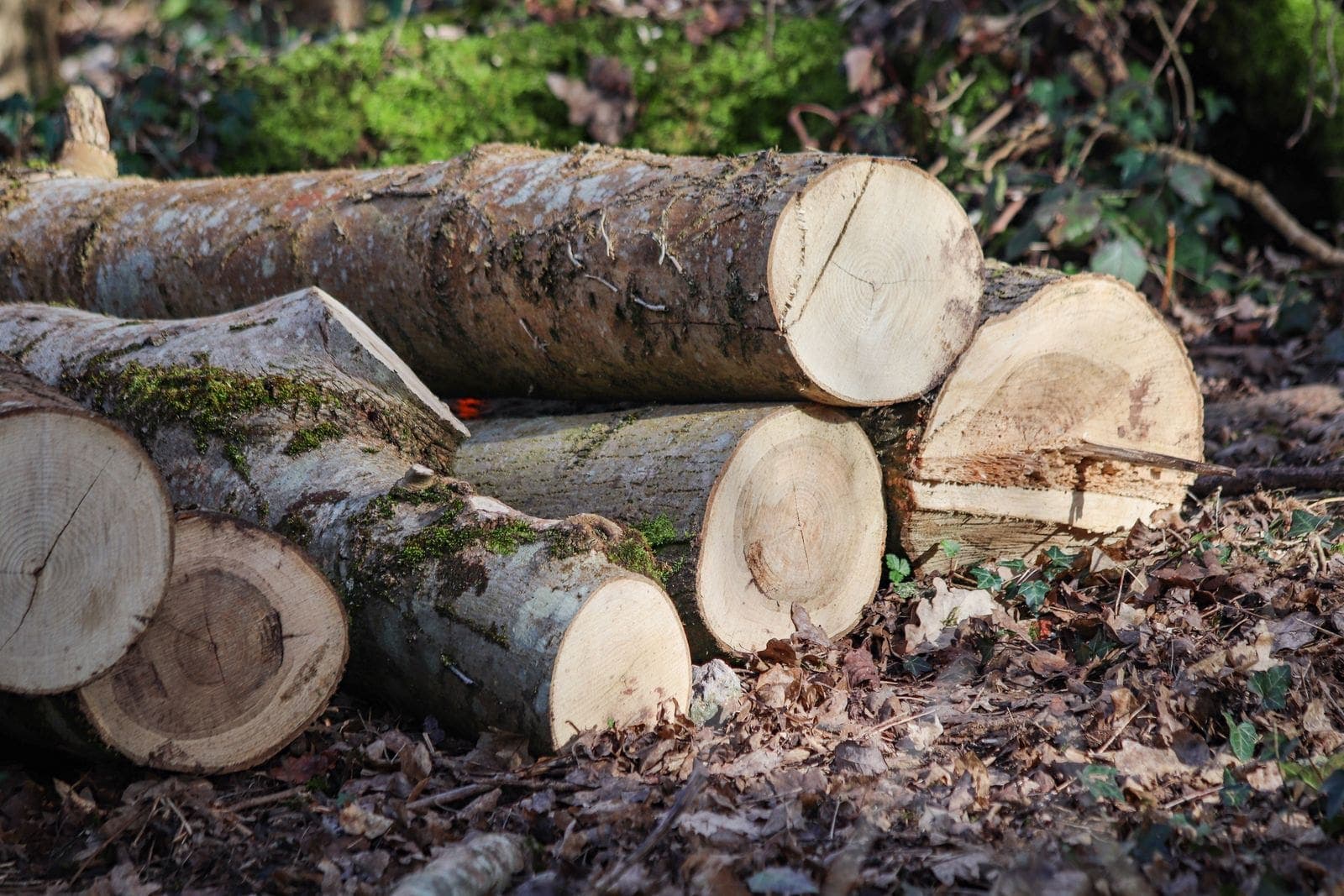 Freshly cut log rounds in the forest