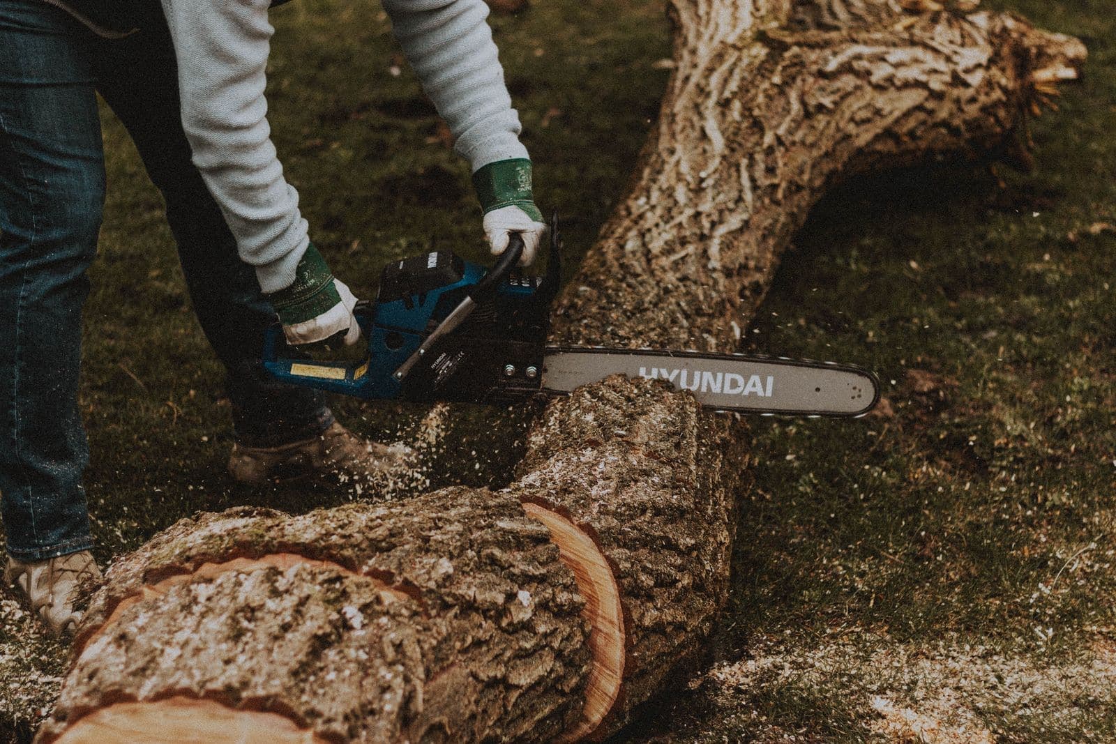 Chainsaw cutting a felled trunk into sections