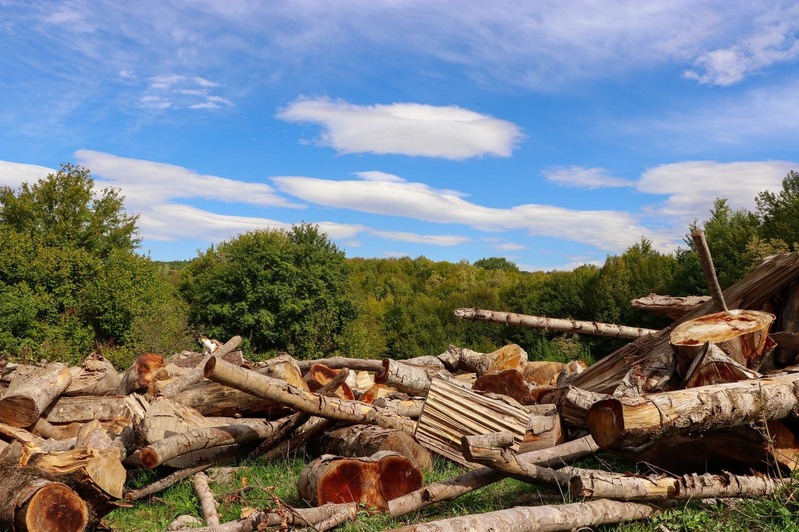 Pile of cut logs at the edge of a field