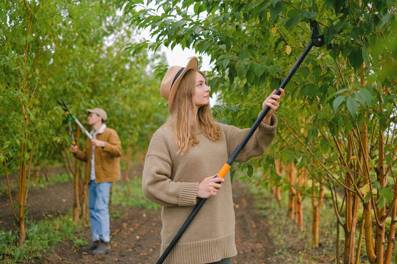 Worker using a pole pruner on a young tree