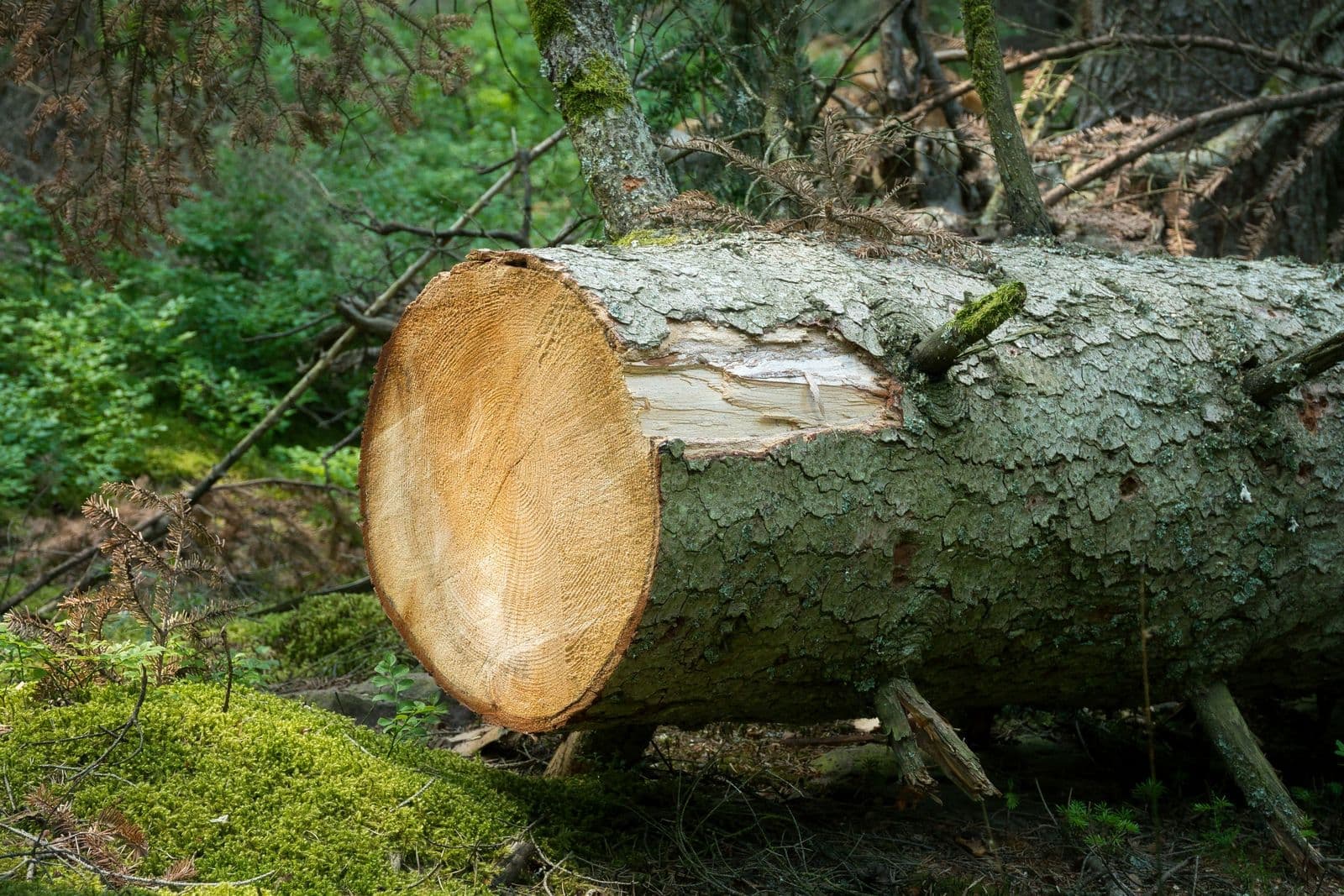 Cut log lying on a mossy forest floor after a tree removal
