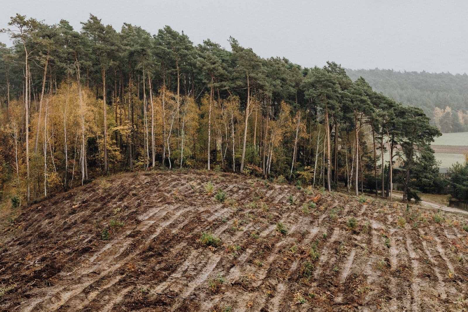 Hillside replanted after clearing