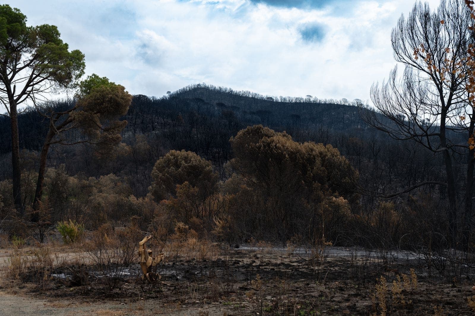 Hills of burned trees after a wildfire