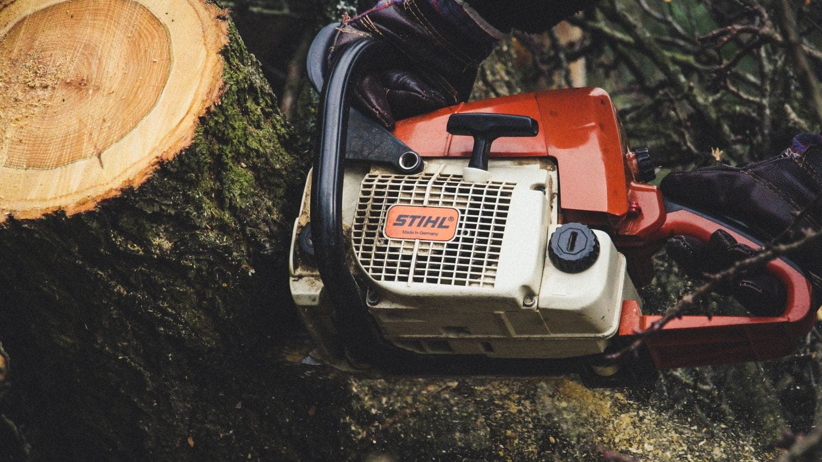 Chainsaw resting against a cut stump