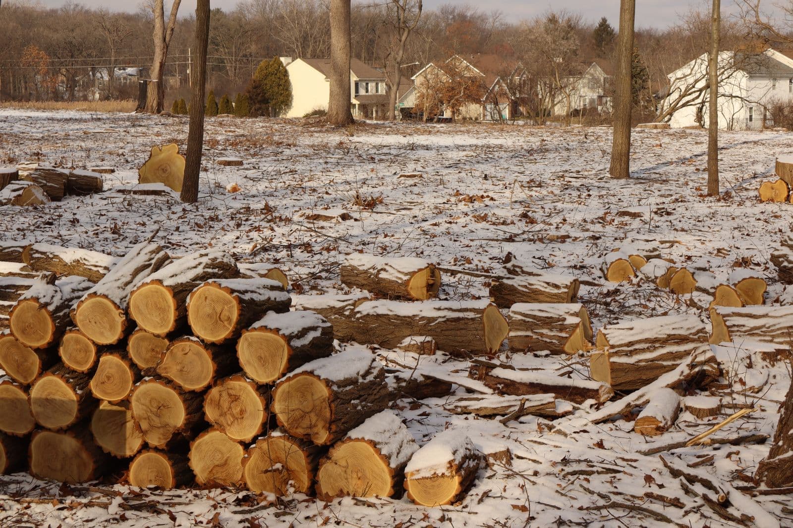Stacked firewood rounds on a woodland floor after a tree removal