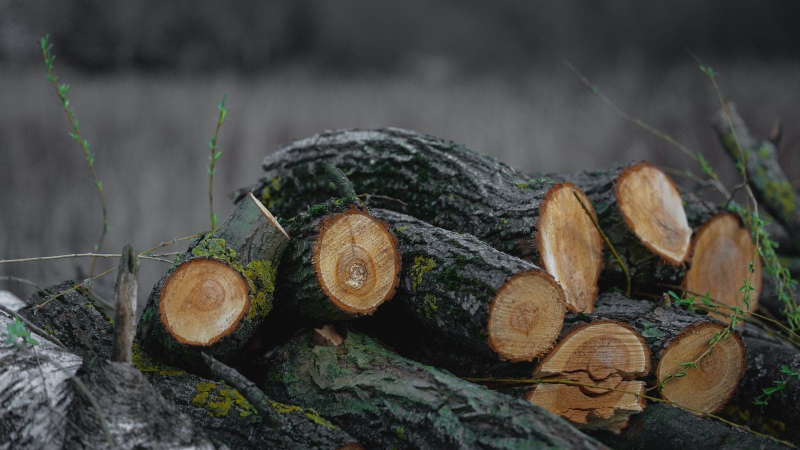 Close-up of cut log ends