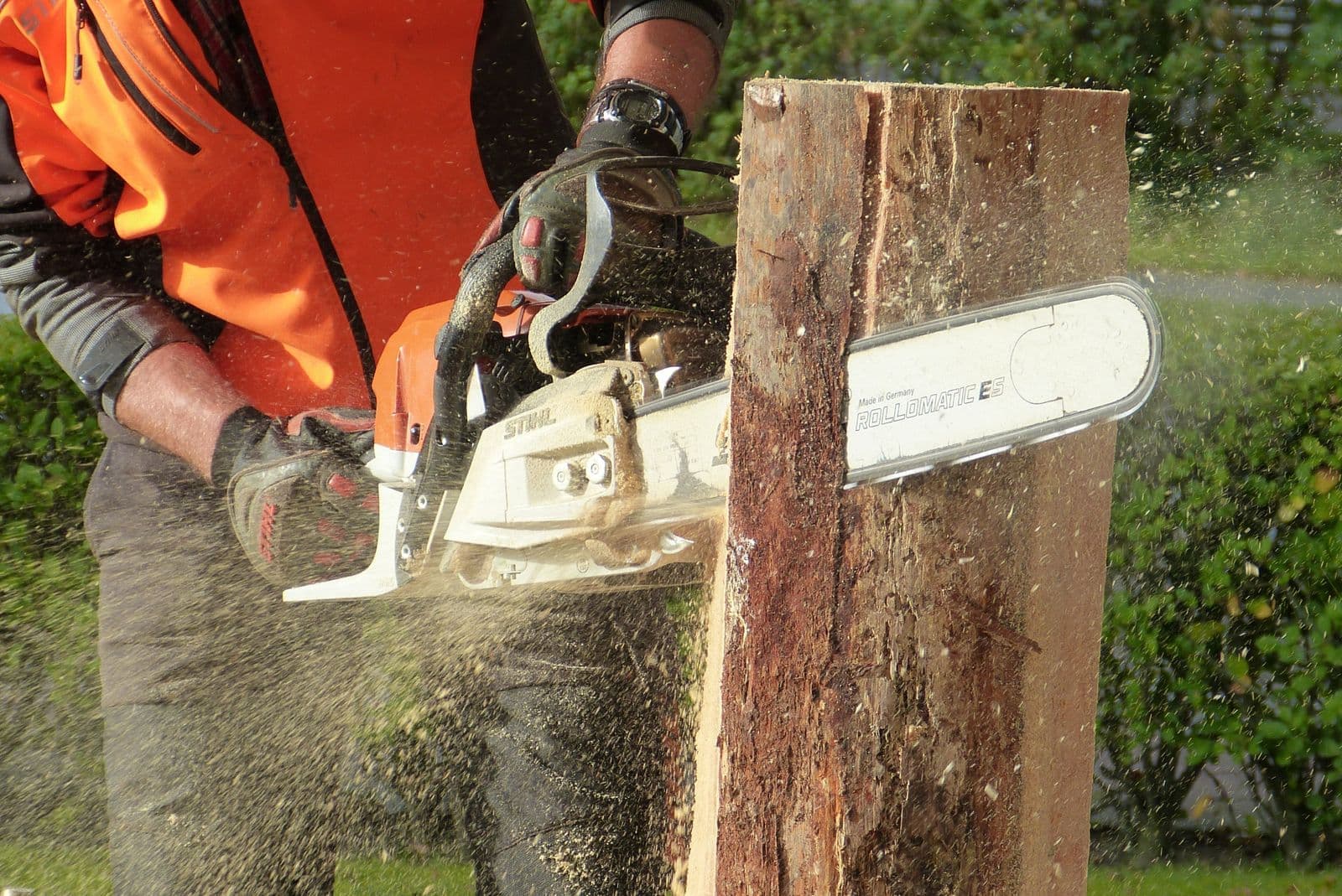 Chainsaw cutting into a standing trunk