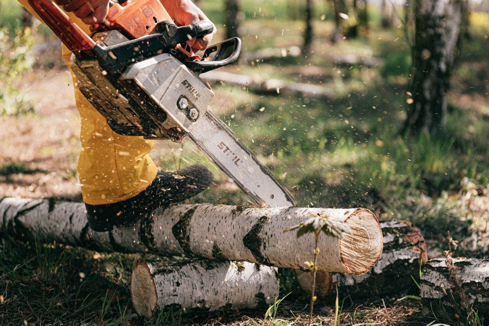 Worker in yellow chaps cutting a birch log