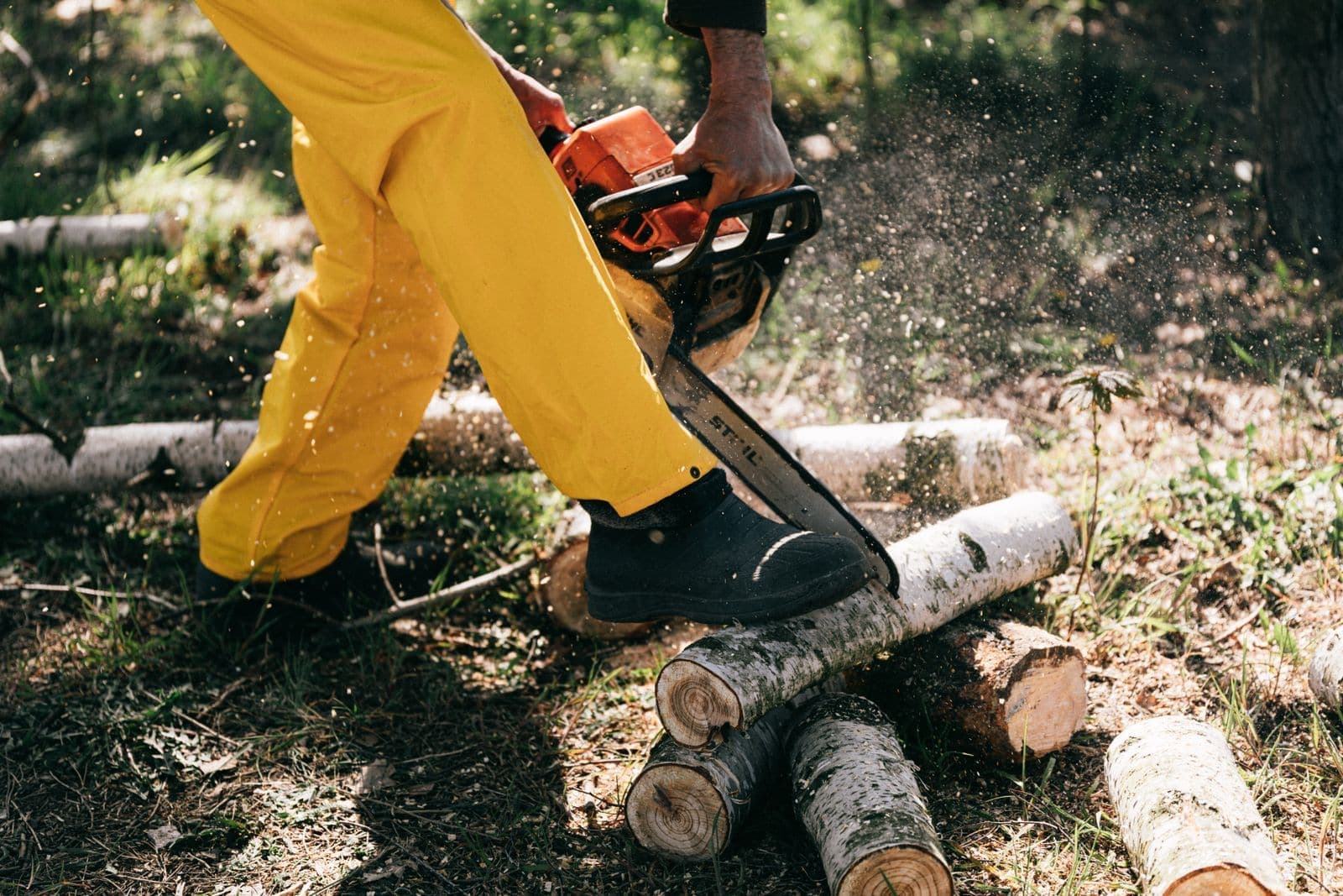 Worker sawing birch logs into rounds