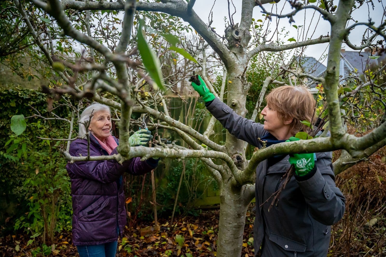 Two people pruning an old fruit tree in a garden