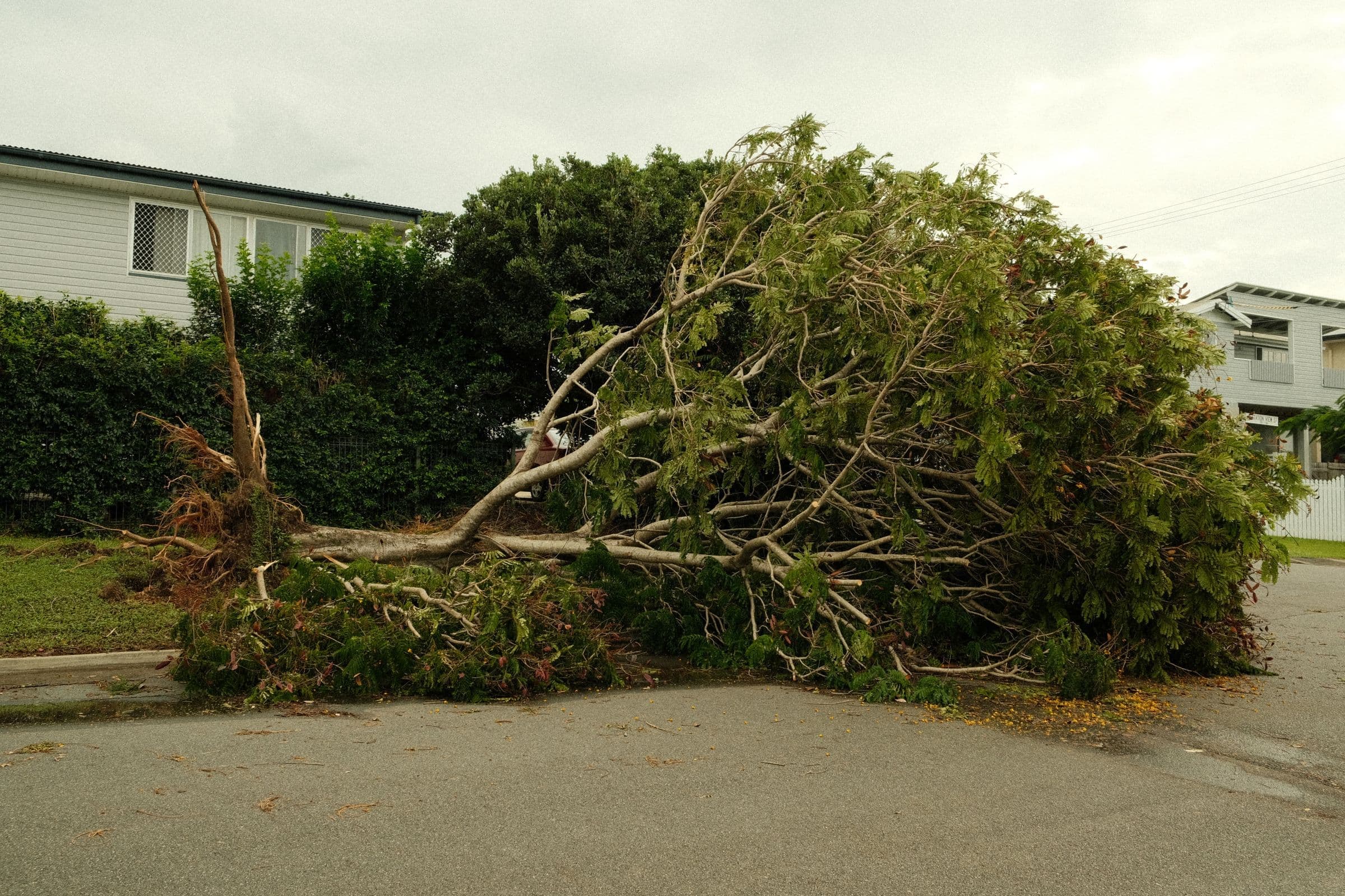 Large tree blown over across a street in front of houses, an emergency tree removal job