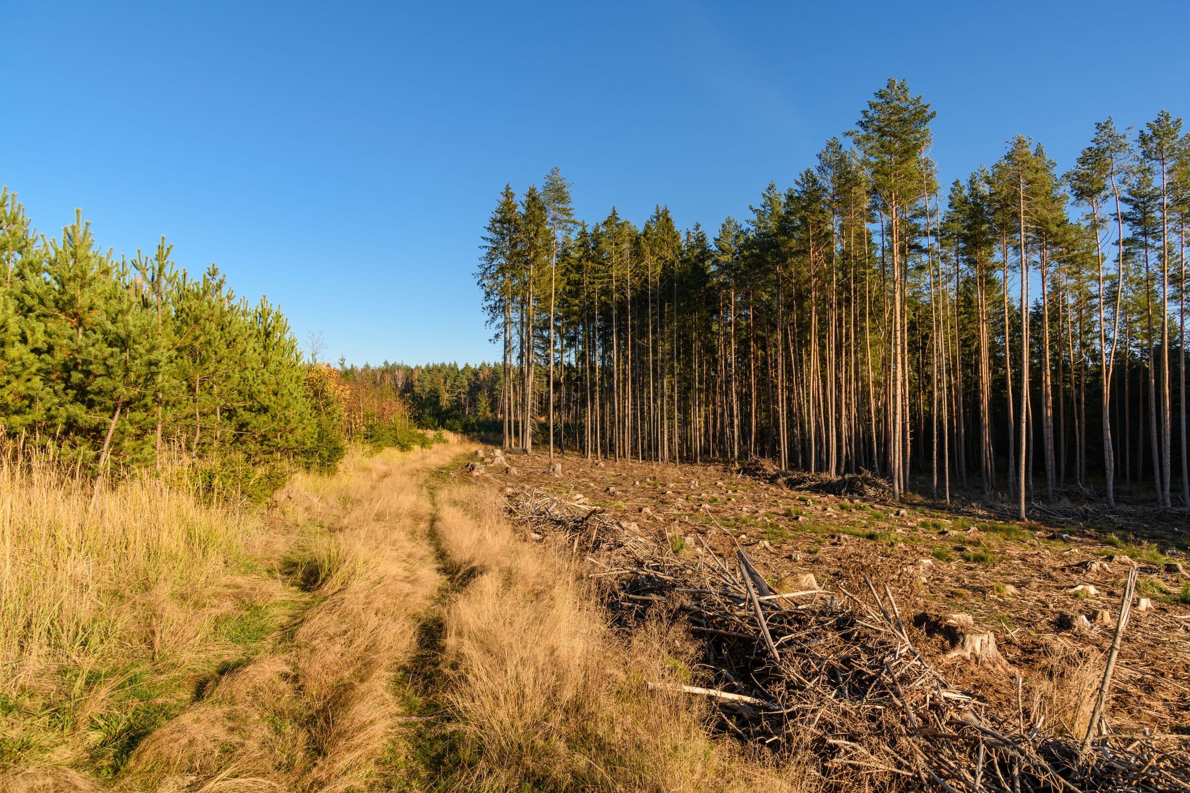 FireSmart thinning along a forest edge with spaced conifers and a cleared strip
