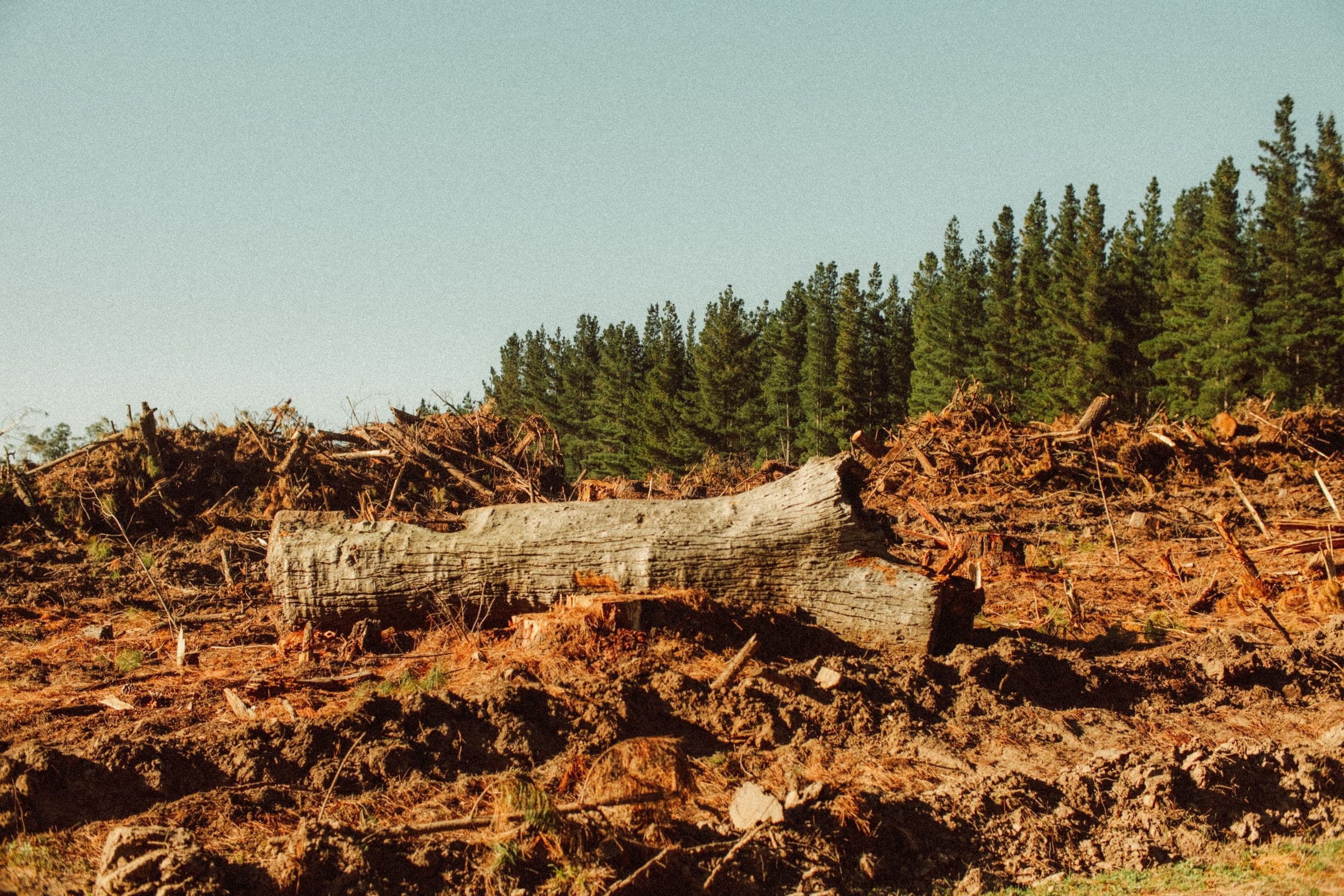 Land clearing site with felled trunks and stumps beside a stand of conifers