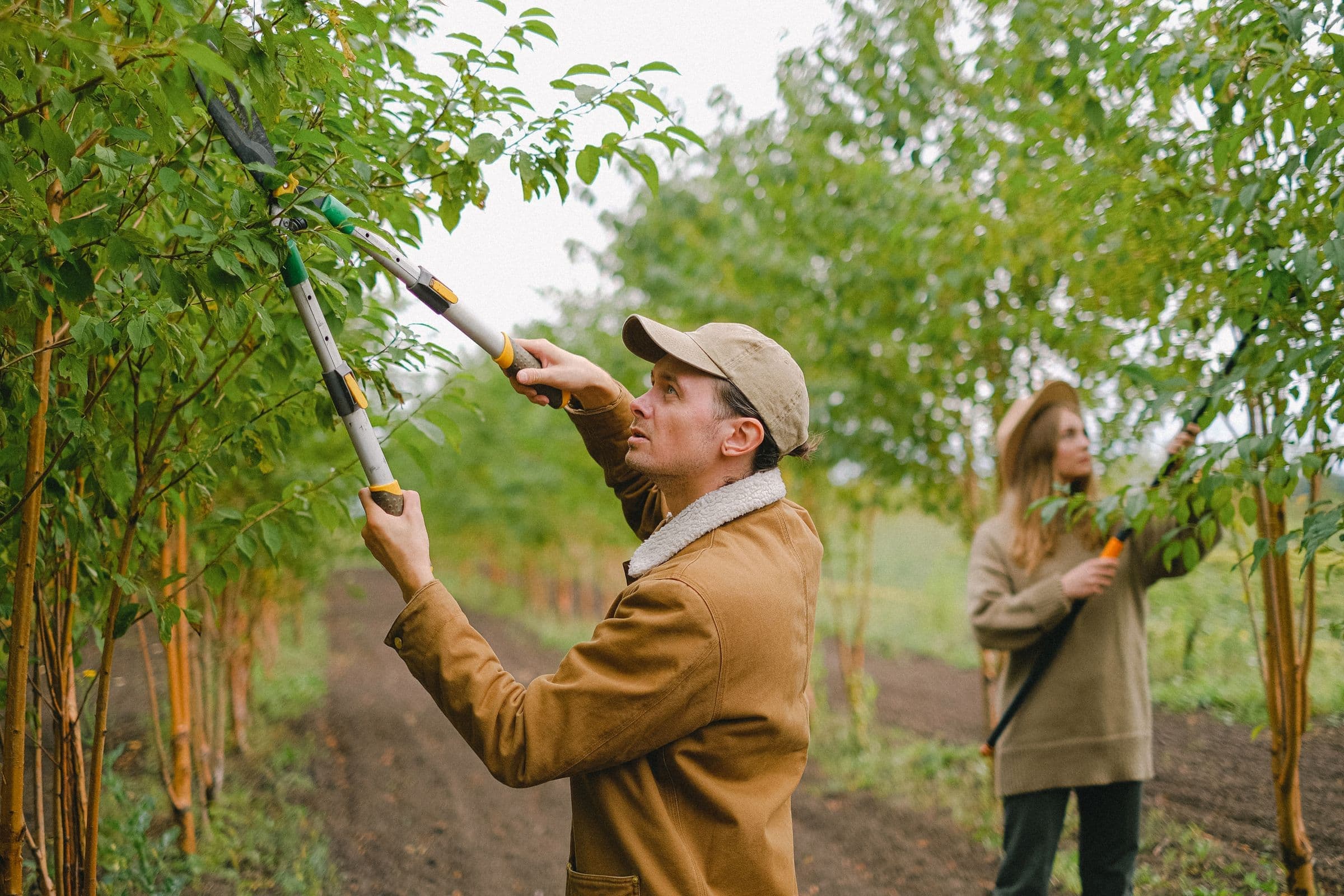 Tree trimming on young trees with pole pruners